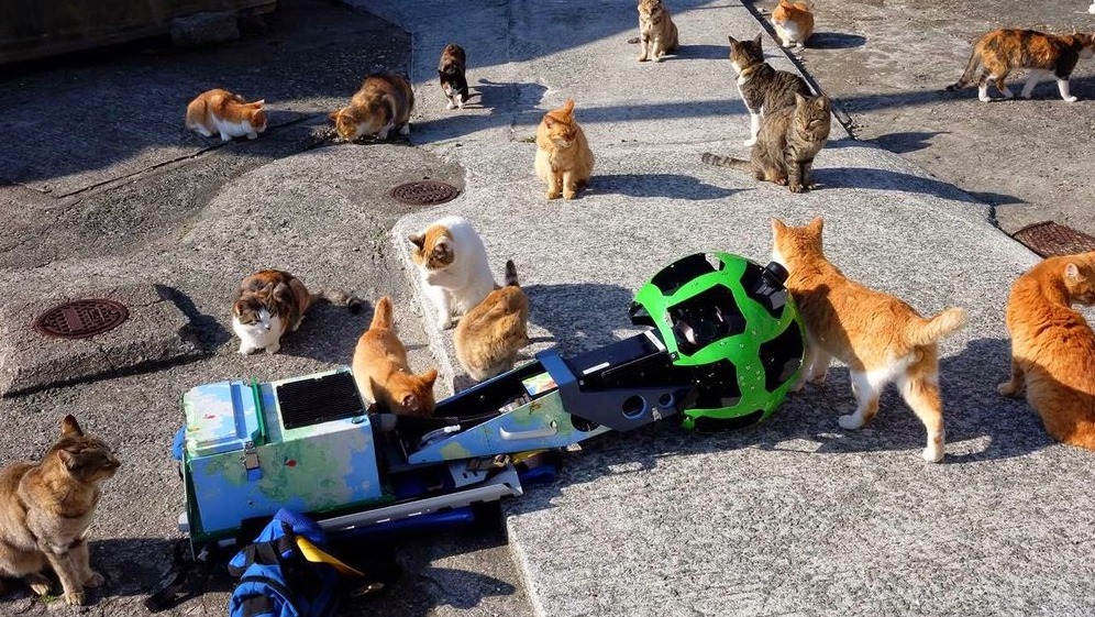 一群流浪猫和谷歌街景车